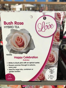 Celebration Roses