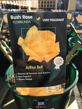 Load image into Gallery viewer, Bush Roses - Yellow, 3L

