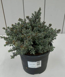 Hebe Pagei, 2L