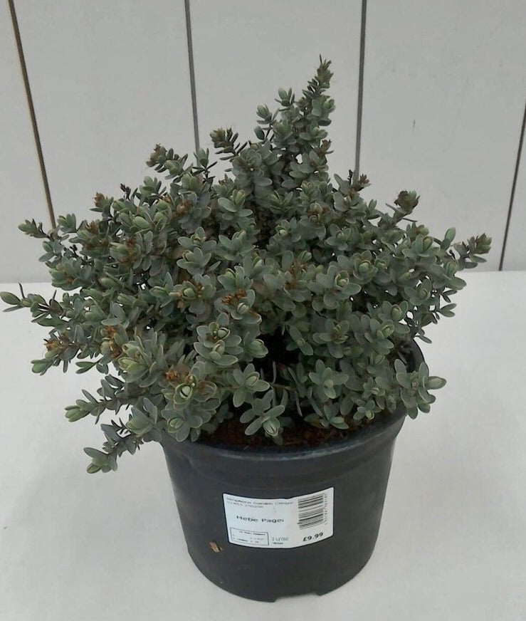 Hebe Pagei, 2L
