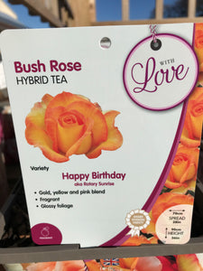 Celebration Roses