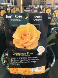 Bush Roses - Yellow, 3L