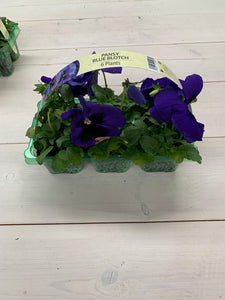 Mixed Pansy (carry pack x 6 plants )