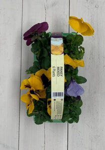 Mixed Pansy (carry pack x 6 plants )