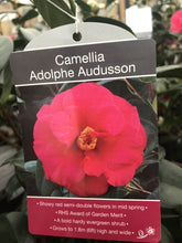 Load image into Gallery viewer, Camillia Plants, varied, 4L Pots
