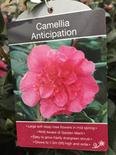 Load image into Gallery viewer, Camillia Plants, varied, 4L Pots
