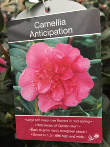 Camillia Plants, varied, 4L Pots