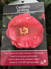 Load image into Gallery viewer, Camillia Plants, varied, 4L Pots
