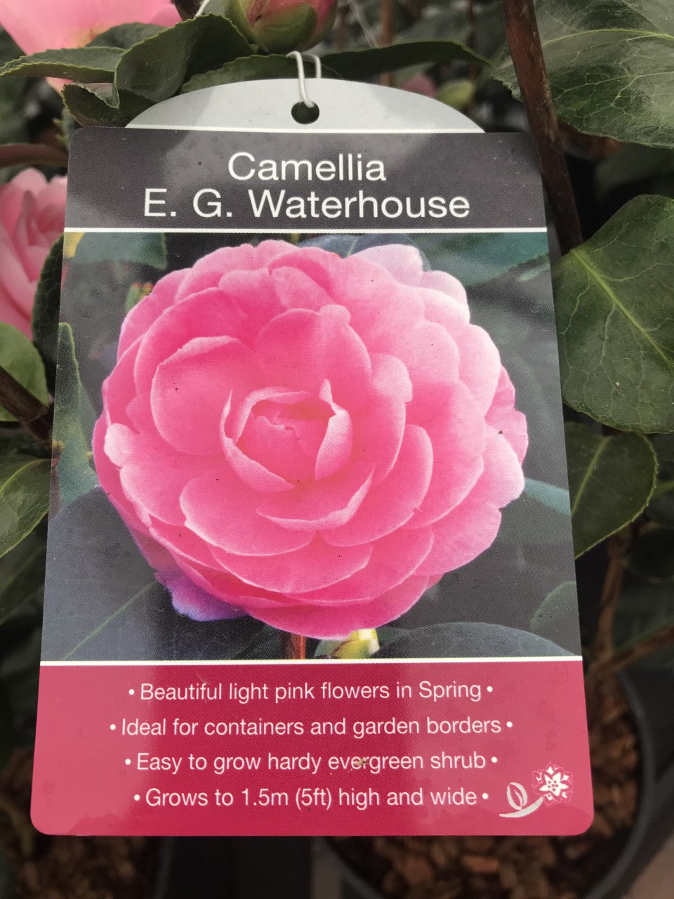 Camillia Plants, varied, 4L Pots – Simpsons Garden Centre
