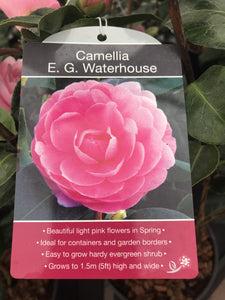 Camillia Plants, varied, 4L Pots