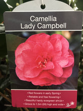 Load image into Gallery viewer, Camillia Plants, varied, 4L Pots
