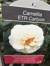 Load image into Gallery viewer, Camillia Plants, varied, 4L Pots
