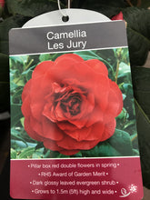 Load image into Gallery viewer, Camillia Plants, varied, 4L Pots
