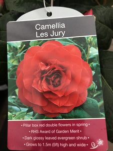 Camillia Plants, varied, 4L Pots