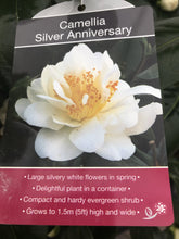 Load image into Gallery viewer, Camillia Plants, varied, 4L Pots
