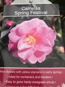 Camillia Plants, varied, 4L Pots