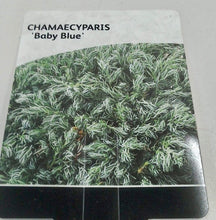 Load image into Gallery viewer, Chamaecyparis Baby Blue, 2L
