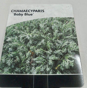Chamaecyparis Baby Blue, 2L