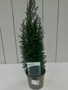 Chamaecyparis Ellwooii, 2L