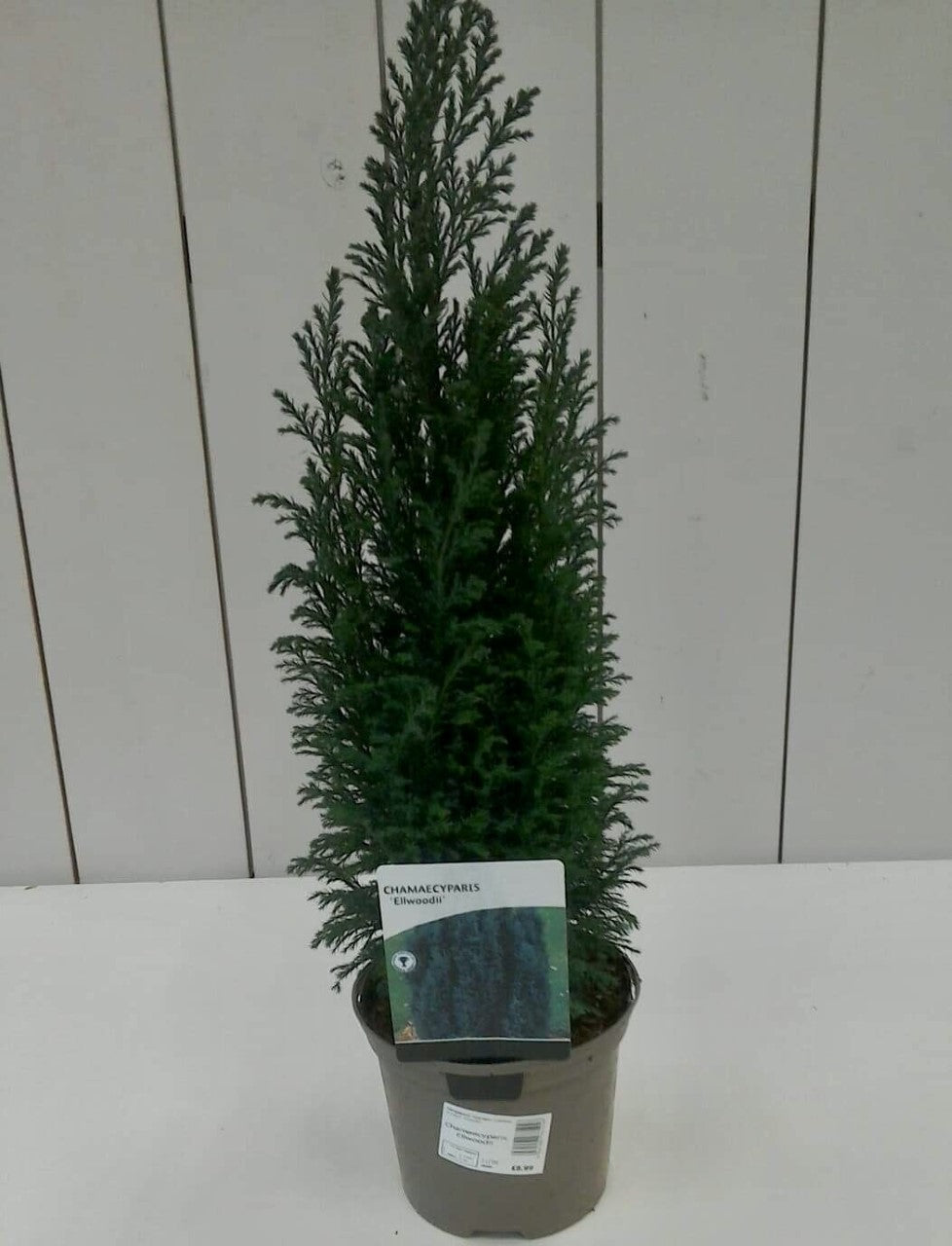 Chamaecyparis Ellwooii, 2L