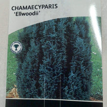 Load image into Gallery viewer, Chamaecyparis Ellwooii, 2L
