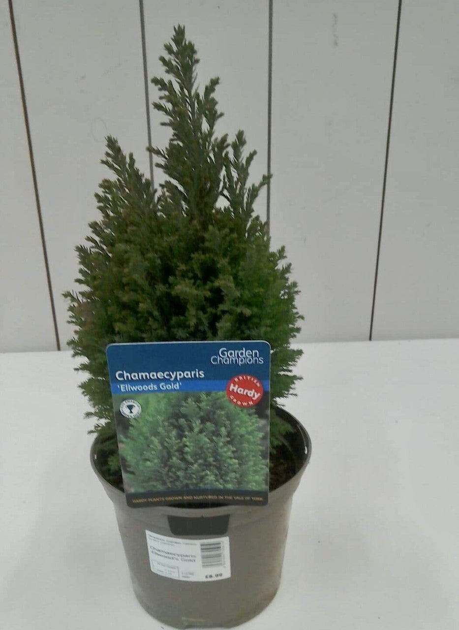Chamaecyparis Ellwoods Gold, 2L