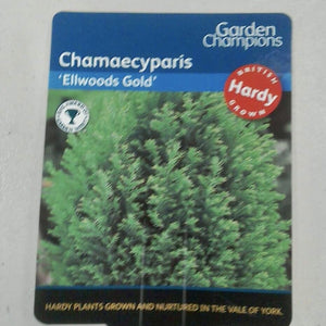 Chamaecyparis Ellwoods Gold, 2L