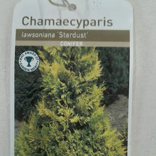 Load image into Gallery viewer, Chamaecyparis Stardust, 2L
