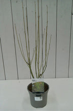 Load image into Gallery viewer, Cornus Flaviramea, 3L
