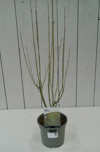 Cornus Flaviramea, 3L