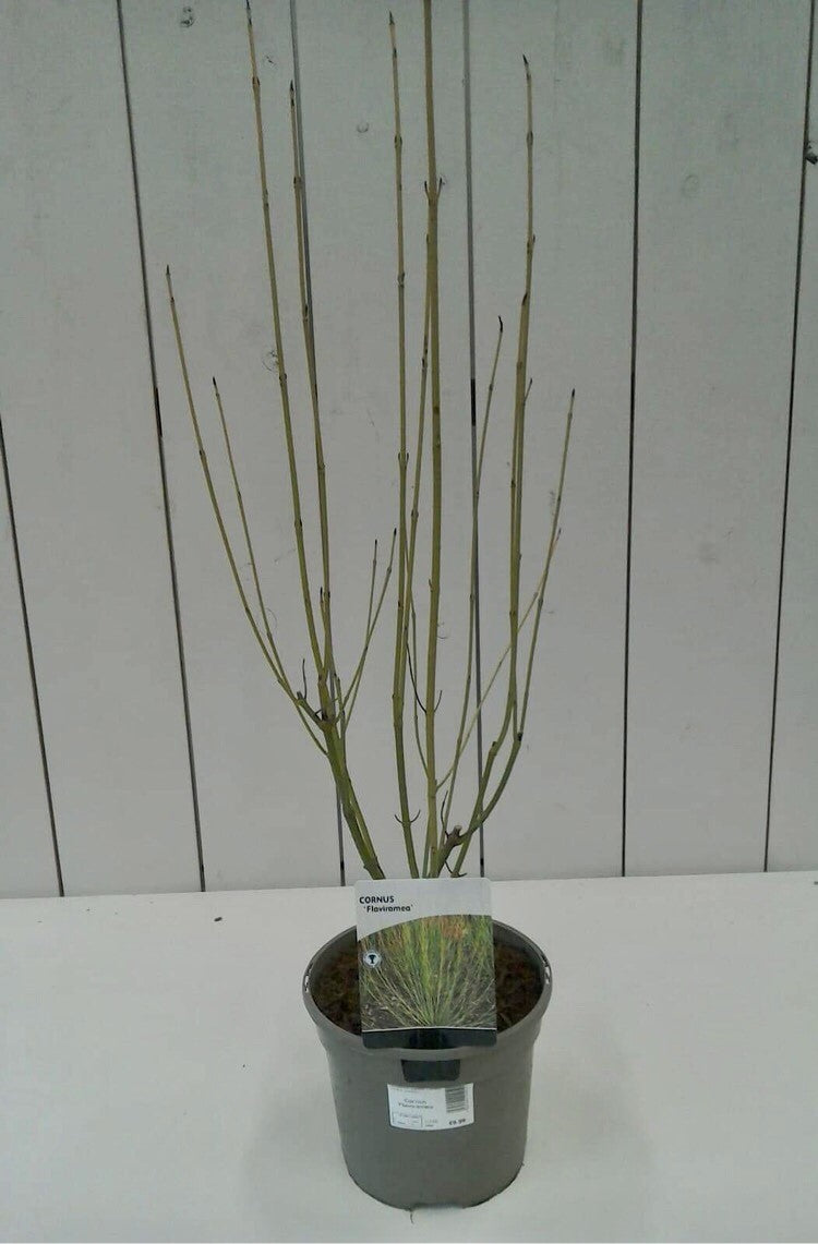 Cornus Flaviramea, 3L