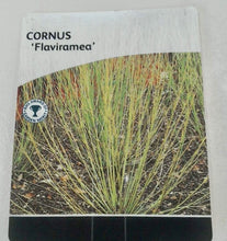 Load image into Gallery viewer, Cornus Flaviramea, 3L
