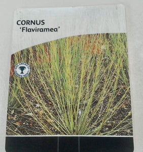 Cornus Flaviramea, 3L