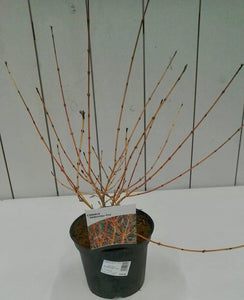 Cornus Midwinter Fire, 3L