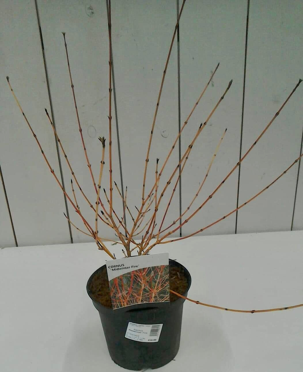 Cornus Midwinter Fire, 3L