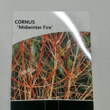 Load image into Gallery viewer, Cornus Midwinter Fire, 3L
