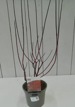 Load image into Gallery viewer, Cornus Sibirica
