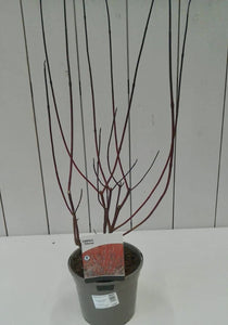 Cornus Sibirica