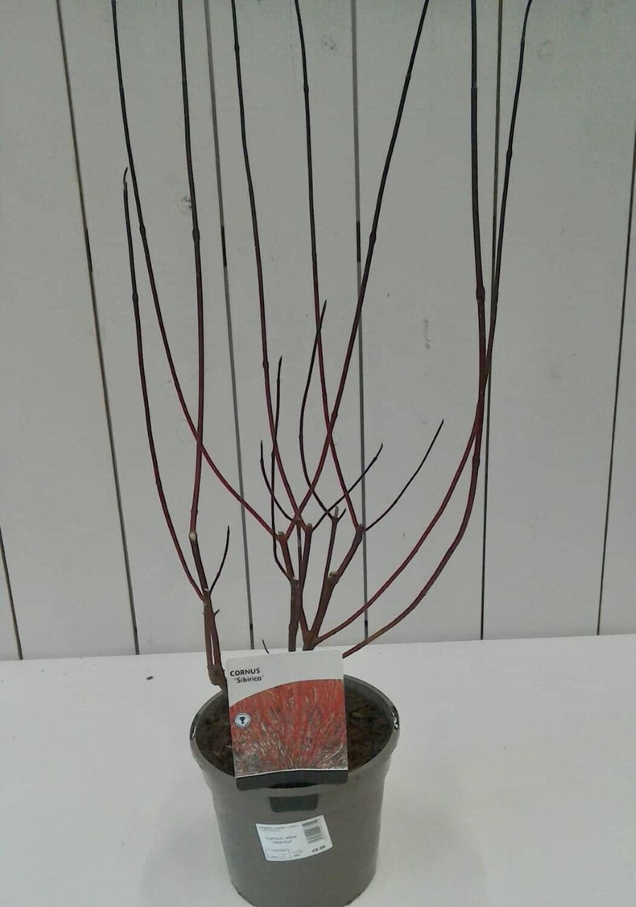 Cornus Sibirica