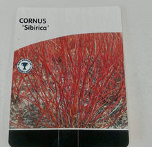 Load image into Gallery viewer, Cornus Sibirica
