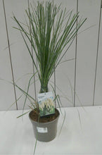 Load image into Gallery viewer, Cortaderia Pumila 3L
