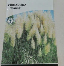Load image into Gallery viewer, Cortaderia Pumila 3L

