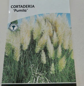 Cortaderia Pumila 3L