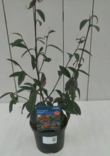 Load image into Gallery viewer, Cotoneaster Cornubia, 2L
