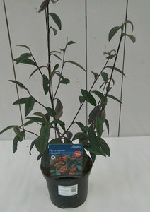 Cotoneaster Cornubia, 2L