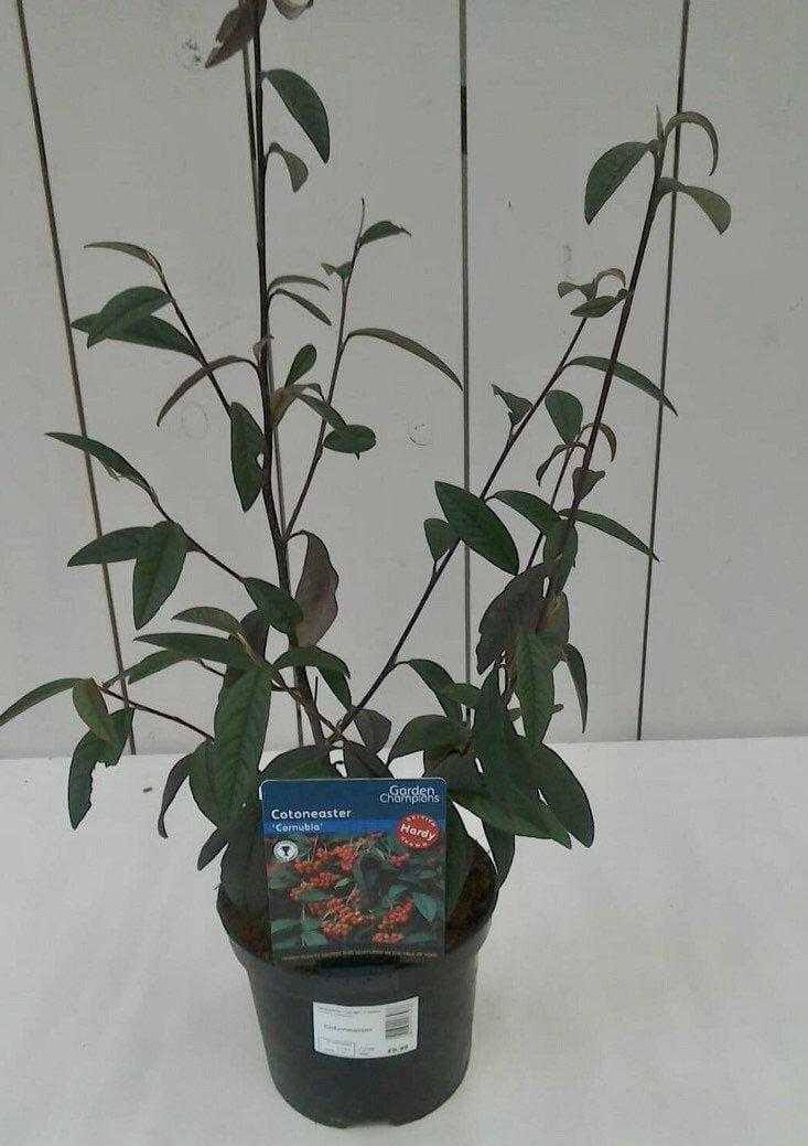 Cotoneaster Cornubia, 2L