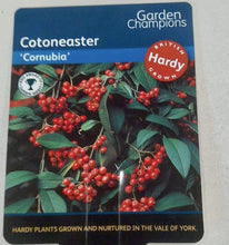Load image into Gallery viewer, Cotoneaster Cornubia, 2L
