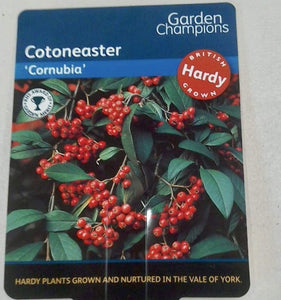Cotoneaster Cornubia, 2L