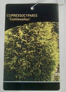 Cupressocyparis Castlewellan (Leylandii) 2L