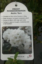 Load image into Gallery viewer, Dwarf Rhododendron - Pink/White/Yellow

